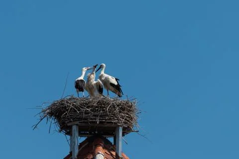 Three white storks in storks nest on roof of tower building with blue sky bac 库存照片