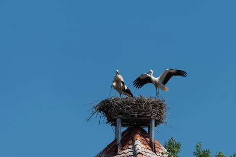 Three white storks in storks nest on roof of tower building with blue sky bac Stock Photos