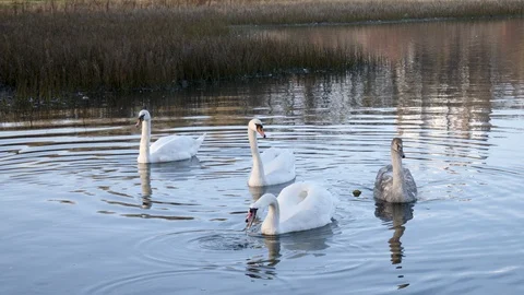 Three white swans and one grey swan swim in the autumn city lake Stock Footage 120254846
