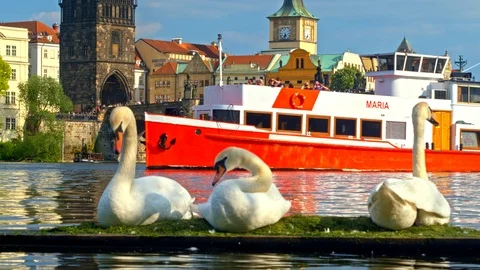 Three White Swans And Red cruise Boat In Prague Video stock 91171644