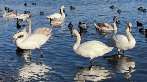 Three white swans in close-up. Stock video clip. 4K. Video stock 230277977