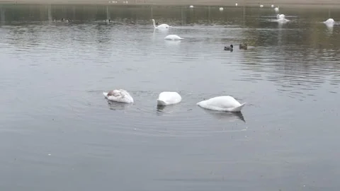 Three white swans feed in a pond Stock Footage 143031380