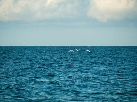 Three white swans fly low over the sea Stock Photos
