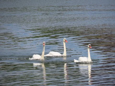 Three white swans Stock-Fotos