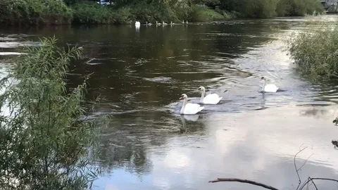 Three white swans on the river Severn passing through the frame Stock Footage 117549321