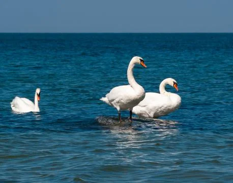 Three white swans at the sea Stock Photos