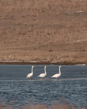 Three white swans standing on a thin ice edge of a lake with a brown hill bac Foto stock
