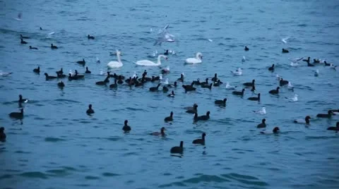 Three White Swans Swimming Away In The Sea Stock Footage