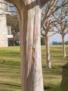Three White Sycamore Trees Stock Photos