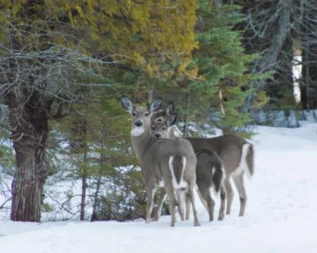 Three white tail deer by cedar trees in winter snow Stock Photos