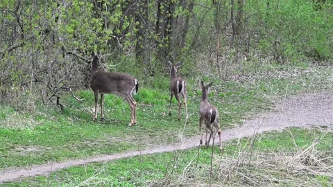 Three White-tailed deer in the spring foraging on the vegetation in the park. Stock-Footage 333717991