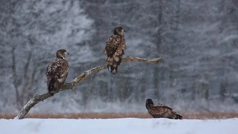Three White-Tailed Eagle / Sea Eagle (Haliaeetus Albicilla) on Tree In Winter Stock Footage 100637086