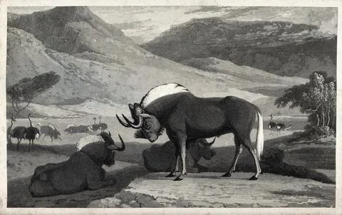 Three white-tailed gnus and some ostriches on an African plain. Aquatint. Stock Illustration