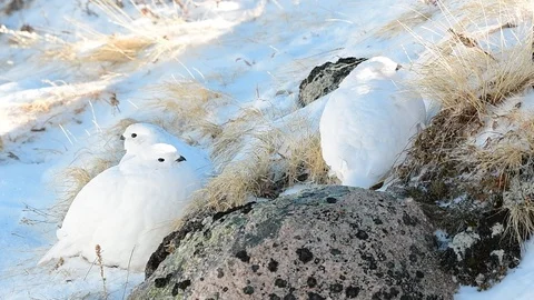 Three White-tailed Ptarmigans Huddled Together Hiding in Plain Sight Stock Footage 120095549