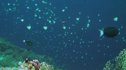 Three white tip reef sharks at the edge of a coral reef Stock Footage 42000428