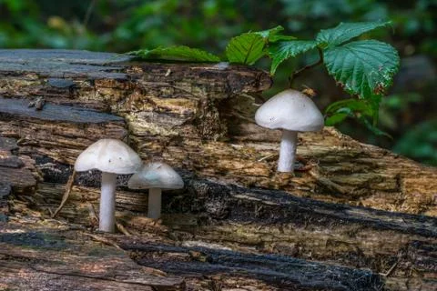 Three white toadstools on a log Stock Photos