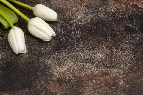 Three white tulips on brown background Stock Photos