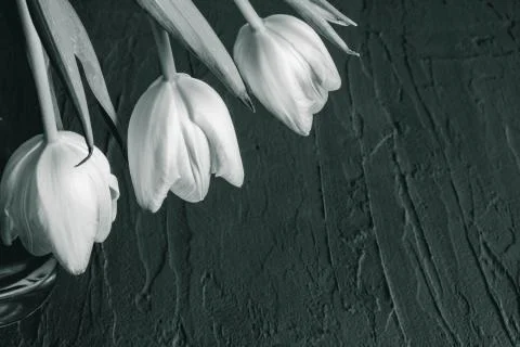 Three white tulips on a table Stock Photos