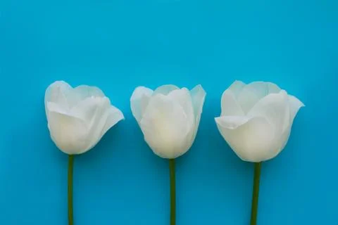 Three white tulips on turquoise background Stock Photos