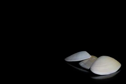 Three white unique seashells with reflections on a black background Stock Photos