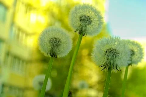 Three white very fluffy dandelions. 스톡 사진