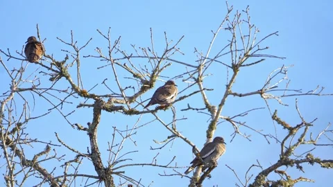 Three White-winged Doves in Barren Winter Tree - Blue Sky Stock-Footage 306893410