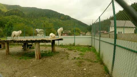 Three white wolves in the Wolf Valley Ecopark Stock Footage 162118815