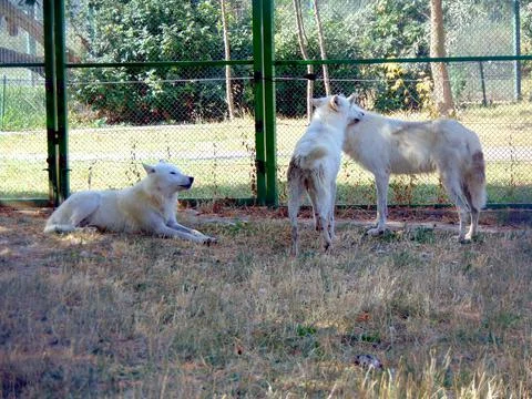 Three white wolves at zoo Stockfoto's