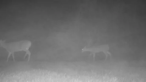 Three whitetail deer walk through the fog Stock Footage 165463340