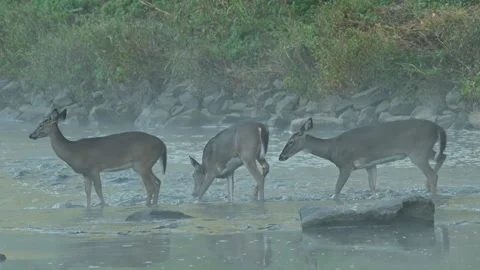 Three Whitetail Doe Crossing Stream in the Fog Video stock 296252739