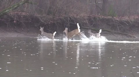 Three whitetail does crossing river run up riverbank Video stock 58957694
