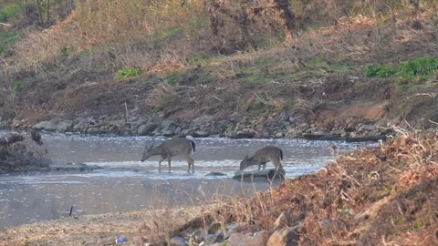 Three Whitetailed Deer Crossing Stream 4K Video stock 265712934