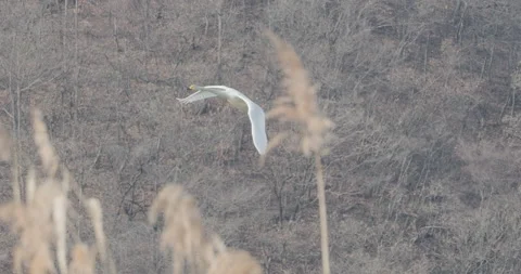 Whooper Swans Stock Videos – Royalty-Free HD & 4K Videos