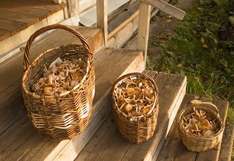 Three wicker baskets filled with mushrooms honeydews on the wooden steps Stock Photos