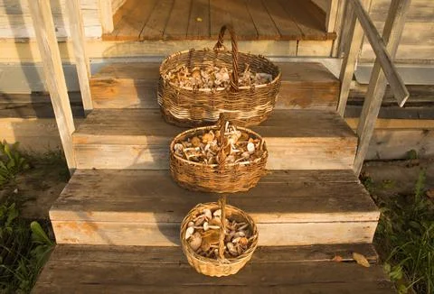 Three wicker baskets filled with mushrooms honeydews on the wooden steps Stock Photos