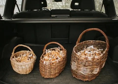 Three wicker baskets filled with mushrooms honeydews inside the trunk of a car Stock Photos