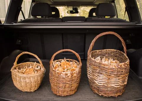 Three wicker baskets filled with mushrooms honeydews inside the trunk of a car Foto stock
