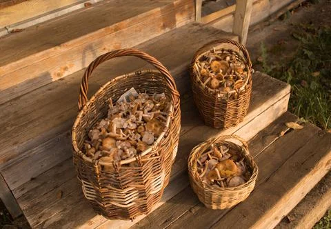 Three wicker baskets filled with mushrooms honeydews on the wooden steps Stock Photos