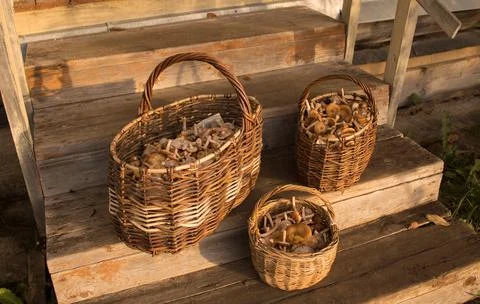 Three wicker baskets filled with mushrooms honeydews on the wooden steps Foto stock