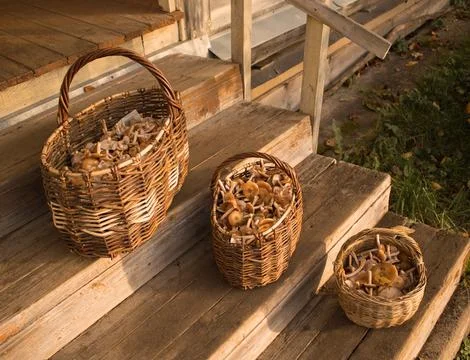 Three wicker baskets filled with mushrooms honeydews on the wooden steps Stock Photos