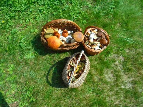 Three wicker baskets of wild boletes and porcini on a sunny meadow Stock Photos