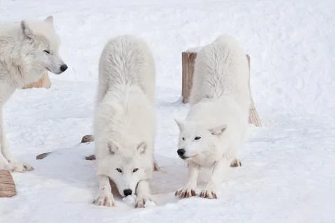 Three wild arctic wolves are playing on white snow. Animals in wildlife. Stock Photos