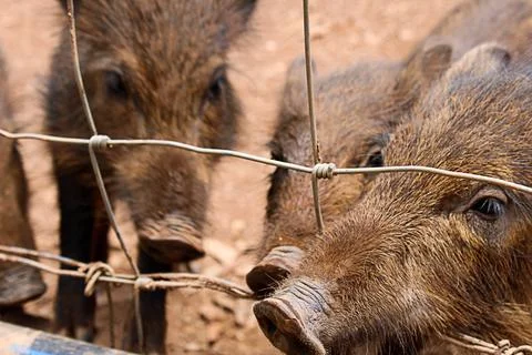 Three wild baby boars inside a fence. Stock Photos