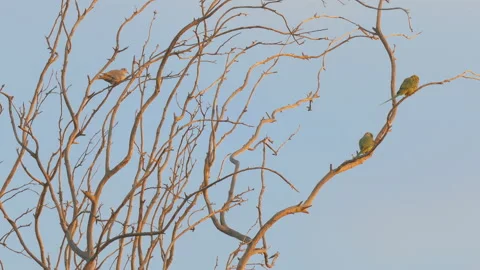 Three wild bird on tree 스톡 동영상 93993470