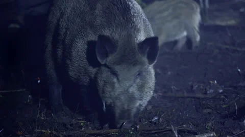Three wild boars. Close-up portrait of a wild boar Sus scrofa on a autumn night. Video stock 271151862