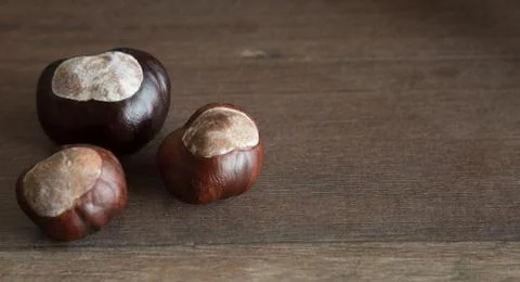 Three wild chestnuts Stock Photos