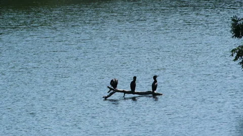 Three wild cormorants perching on a tree branch floating on calm blue water Stock Footage 343987748