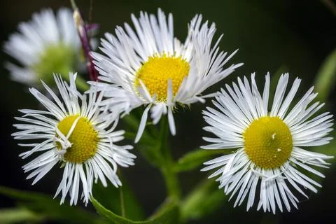 Three wild daisies Stock Photos