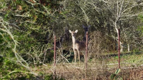 Three Wild Deer Does Alert in Forest - Then Fourth Appears Stock-Footage 306713944