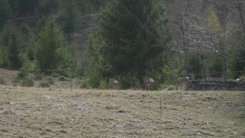 Three Wild Deer Running Across Mountain Meadow Into Forest Vídeo Stock 345632690